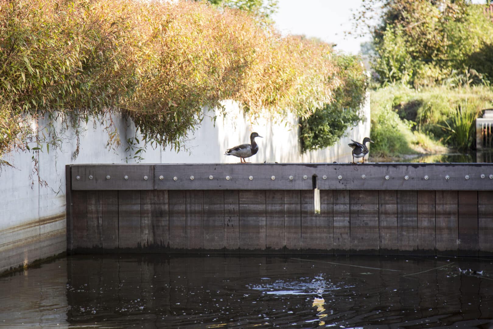 Bosch Beton - Duurzame waterkering in nieuwbouwwijk Nijkerkerveen