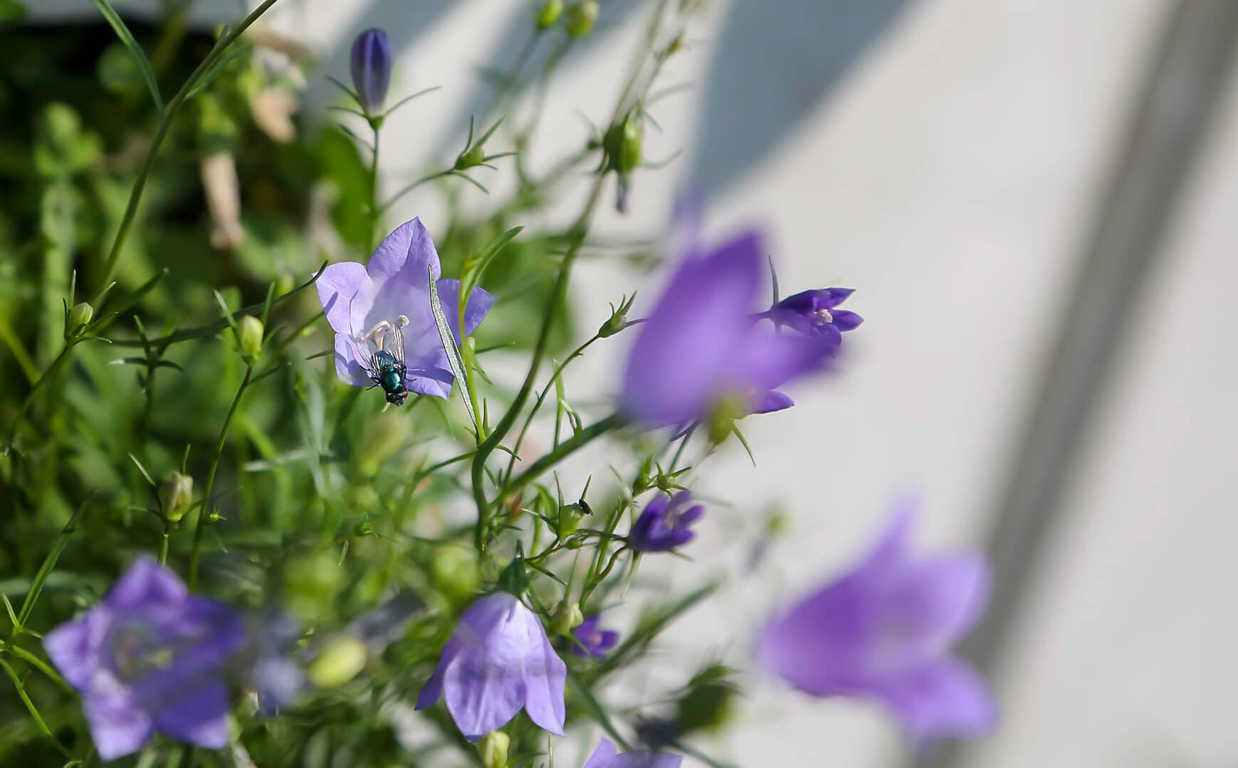 Bosch Beton - De bio-keerwand draagt positief bij aan biodiversiteit