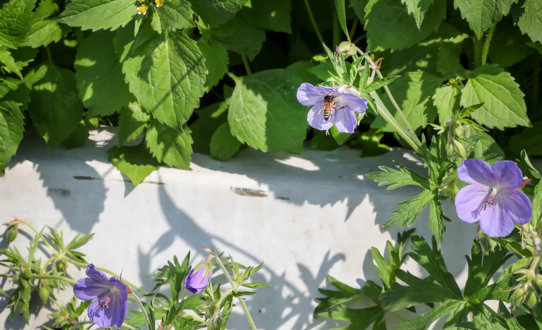 Bosch Beton - De bio-keerwand draagt positief bij aan biodiversiteit